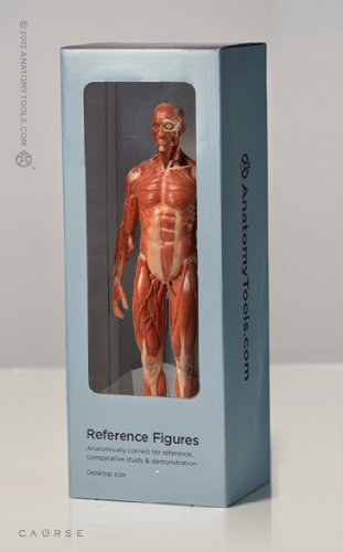 AnatomyTools Female1:3Flesh/Anatomy v3A