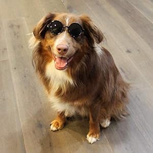 G001-Medium-Breeds-20-40-lbs-Dog-Cat-Pet-Costume-Prop-Round-Sunglasses-Black - Cucciolini Doodles   G001-Medium-Breeds-20-40-lbs-Dog-Cat-Pet-Costume-Prop-Round-Sunglasses-Black