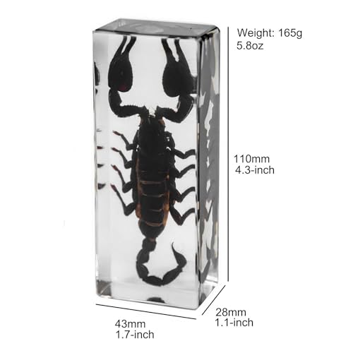 Image of Taxidermy Shrimp Beetle Scorpions, Real Bugs Insects Specimen in Resin, Clear Acrylic Sealed for Closer-Look & Study, Science Educational Classroom Specimens, Unique Amazing Gift (4.3x1.7x1.1-inch)
