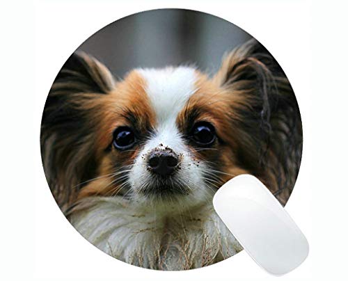 �~�`�}�E�X�p�b�h�APapillon Dog Animal Gaming�}�E�X�p�b�h