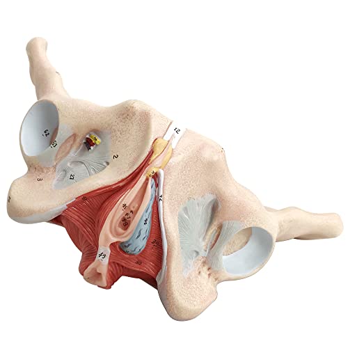 Benilev Female Pelvis Model with Pelvic Floor Muscles Perineal Model All in One Female Anatomy Model 1:1 Life Size Human Skeleton Medical Science Educational Equipment Anatomy Medicine - Thumbnail 6