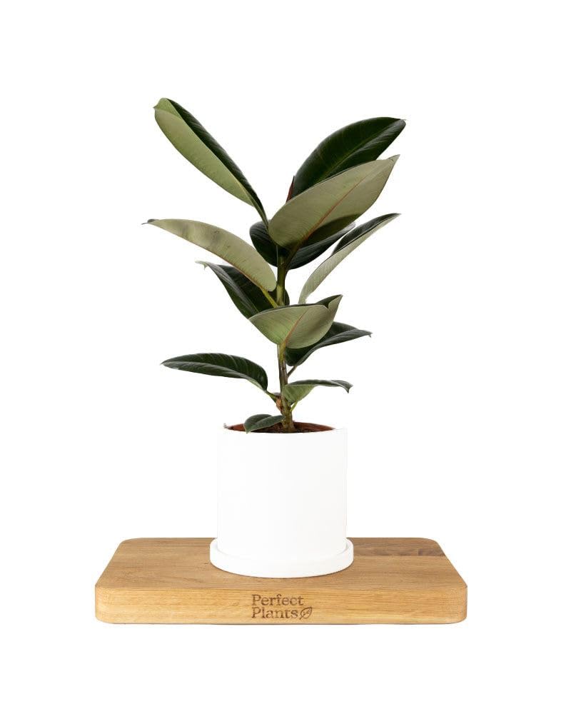 Rubber Plant Ficus Robusta in a 12cm Pot - Indoor House Plant with Vibrant Foliage