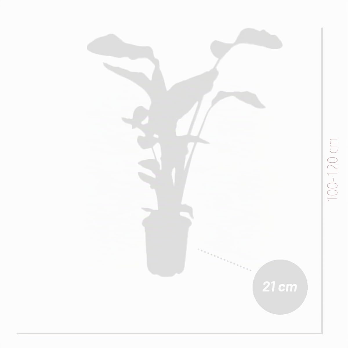 Bloomique Strelitzia Nicolai Plante oiseau de paradis Pot 21 cm Hauteur 90-110 cm