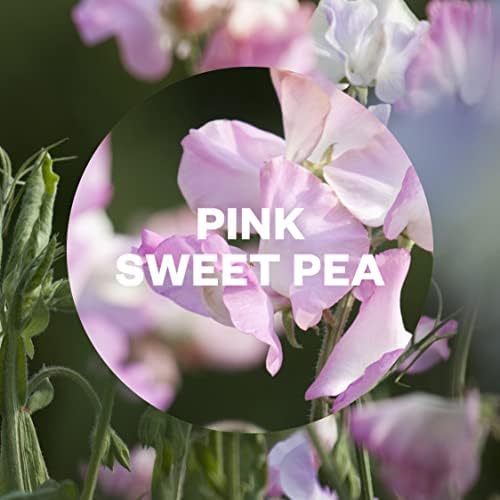 Air Wick Pink Sweet pea refills x6