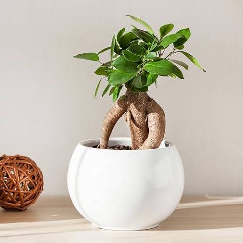YouGarden Ficus Microcarpa 'Ginseng' Bonsai Tree Cover