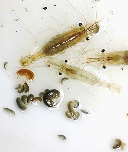 FloridaPets 20 Live Saltwater Ghost Shrimp and 100 Amphipods Aquarium Fish Food