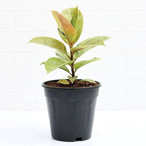 Mphmi NCR Live Plants Rubber Tree, Rubber Plant, Ficus elastica (Shivereana) - Plant