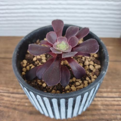 9#観葉植物 アエオニウム錦❤️グリ一ンファイア一錦❤️碧火❤1