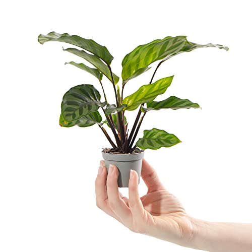 Baby Zebra Plant - Calathea Freddie Tropical Striped Indoor Houseplant in 6cm Pot | Mini Plant with Striped Foliage | for Home and Office | Grow Your Own Baby Plants