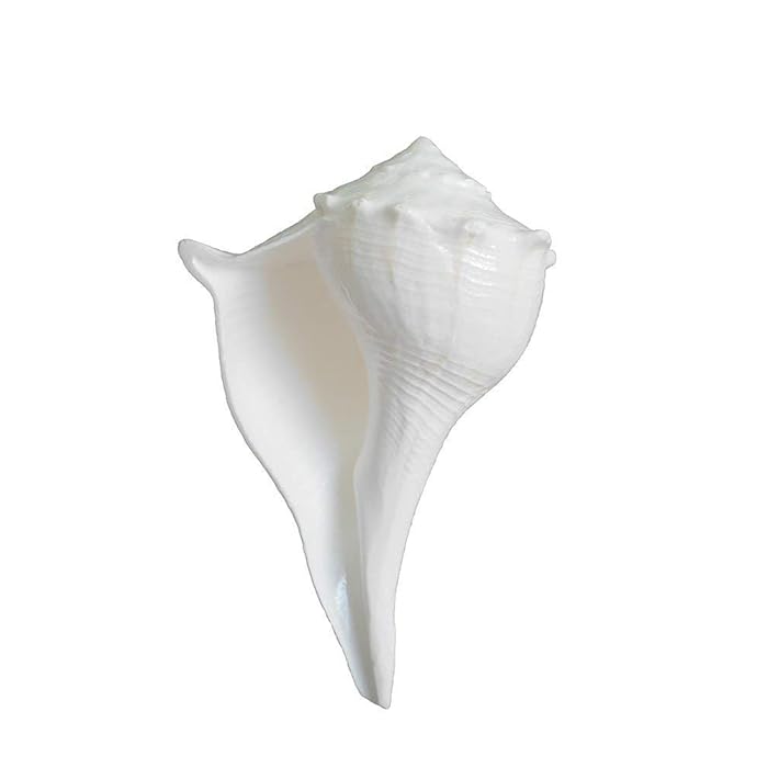 Dakshinavarti Shankh 7 inch | Right Handed Valampuri Lakshmi Conch Shell | Non-Blowable Natural Sea Shankh for Diwali Puja, Abhishek, Vastu, Gift & Home Temple Decor