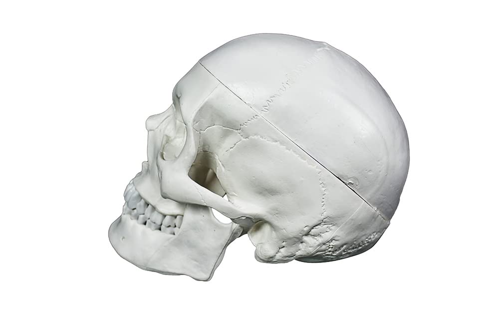 ZX | Human Skull Model, PVC, Dissectable in 3 parts, with detailed