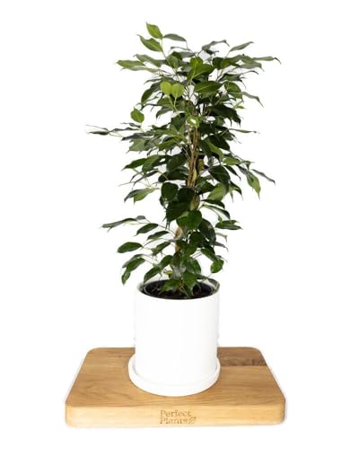 Ficus Benjamina Danielle Indoor House Plant 55cm Tall Pot Weeping fig