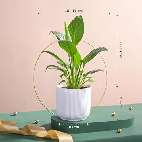 Image of UGAOO Combo of 3 Indoor Plants with Ibiza Pot - Money Plant Golden (Yellow), Jade Plant (Mocca) & Peace Lily (White) | Low-Maintenance Home & Office Decor for Living Room, Bedroom & Desk