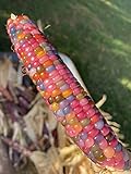 Glass Gem Cherokee Indian Corn Heirloom Premium Seed Packet + More