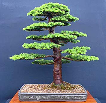 Green Tree Bonsai Graines de cèdre Japonais Sac de 10 Pcs pour Jardin