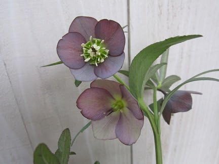 Amazon 現品 開花株 小輪系 横山園芸さんのクリスマスローズ プチドール Type２ 5号鉢 イングリッシュガーデン みんなの花屋さん ほのか ホーム キッチン