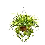 Conseils : il s'agit d'un produit de bricolage, il suffit de les insérer (fleurs artificielles) dans l'herbe demi-boule. Vous pouvez jouer votre propre imagination, sur le panier, vous pouvez utiliser ces fleurs pour assembler et concevoir votre forme préférée. Il s'agit d'une très belle fleur à faire soi-même, elle peut être adaptée pour la maison, le bureau, un mariage et d'autres décorations, elle rendra l'atmosphère très douce et charmante.