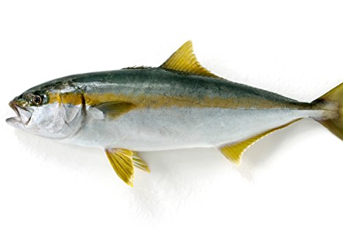 築地魚群 天然 ヒラマサ1尾 国産 2-3kg前後サイズ 築地魚群 天然 ヒラマサ1尾 国産 2-3kg前後サイズ