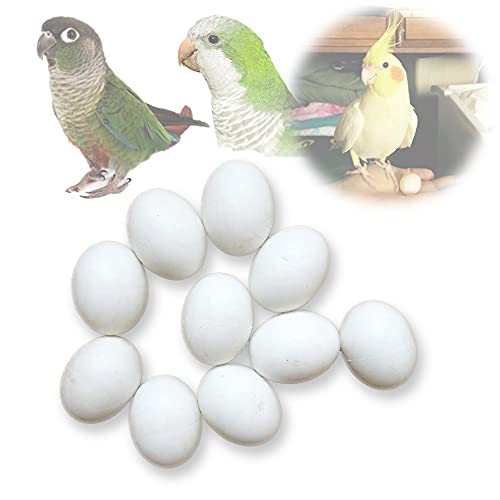Image of Solid Plastic Eggs - Parrot Bird Hatching Replacing Eggs for Guiding Birds to Stop Laying, 10 PCS (XL)