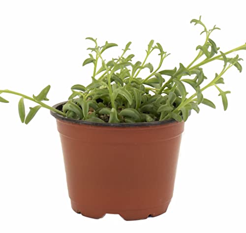 Shop Succulents | String Of Succulents Collection | String Of Dolphins Live Outdoor/Indoor Hanging Succulent Plant | Fully Rooted In Soil #TOP16