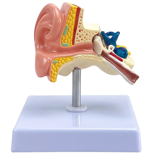 Image of 1:1 Scale Human Ear Anatomy Model with Base, Professional PVC,Outer Middle Inner Ear Structure Simulation Model for Teaching Demonstration,Science Classroom,Human Anatomy Study