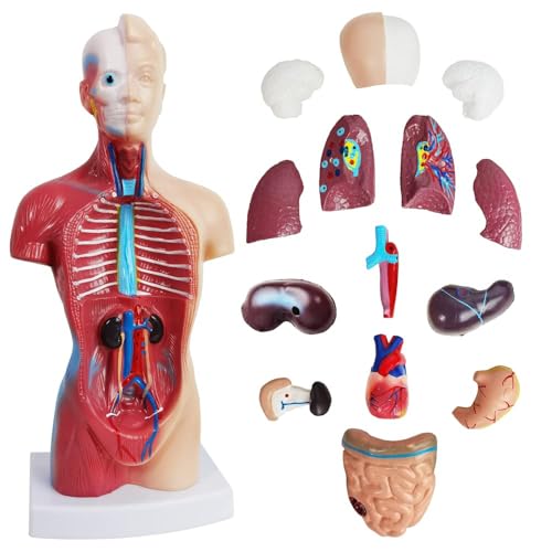 Image of Medical Anatomy Model Set, Human Torso Heart and Skeleton Model Set of 3, Detachable Body Visceral Organs, Movable Arms and Legs Medical Anatomical Models with Manual