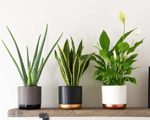 3 x Easy Indoor Plants Aloe Vera, Peace Lily, Snake Plant in 10-12 cm pots