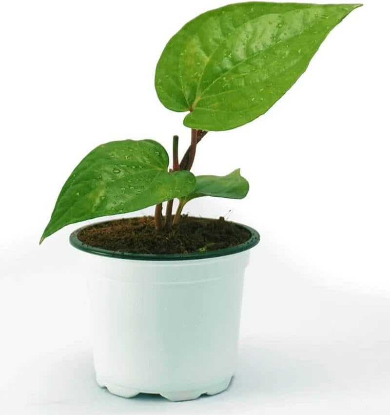 Betel Leaf/Banarasi Maghai Paan Rare Healthy Live Plant, Medicinal Herb Pack of 1 CF_20