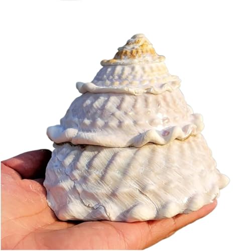 Conchas marinas naturales grandes de 9-12 cm reales para decoración