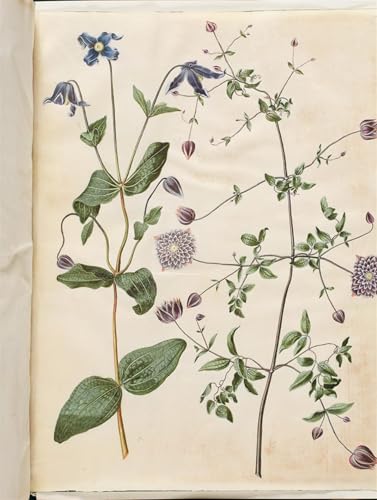 Toile Clematis Integrafolia par Holtzbecker 60x90cm pour salon