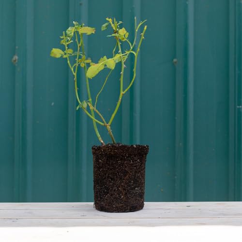 Heirloom Roses Earth Angel Rose Plant Parfuma® Earth Angel Pink Floribunda Rose Bush、カップド牡丹型ブルーム