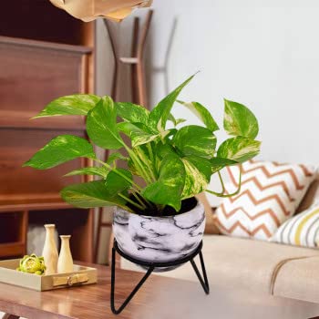 Oxygreenplant Money Plant; Goodluck Plant; HomeDecorationsplant; Epipremnum aureum; Indoor Plant ;Natural Air Purification ;Live Plant Actual Plant Height .5 ft to 1.5(Hybrid, Pack of 1)-image-42
