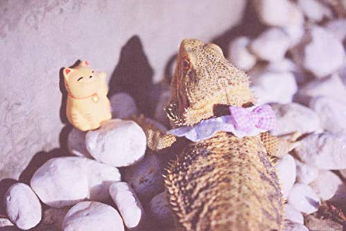 Lazo rosa a cuadros para dragón barbudo miniatura 5