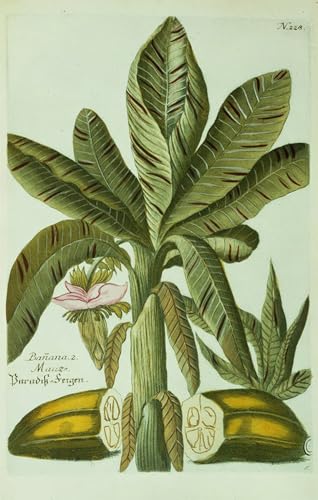 Poster Banane Graffiti Ehrlicht pour une Décoration Salon Moderne 60x90