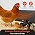 Cozy Products Cozy Coop, Chicken Coop Heater, Flat-Panel Radiant Heater with Thermal Protector, Energy-Efficient, Easy to Install, Ideal for Small Animals, 200 Watts, Black