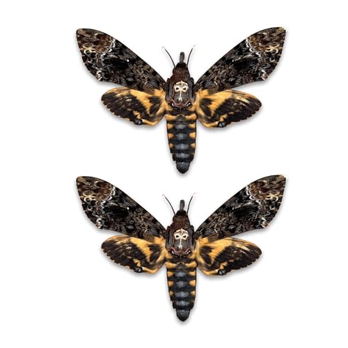 2 Real Death Head Moth Acherontia Taxidermy Specimem Hawkmoth Skull Butterfly Insect Dried Animal Bug Shadow Box Display Tabletop Decoration Artwork Oddities Wall Decor 2MCU