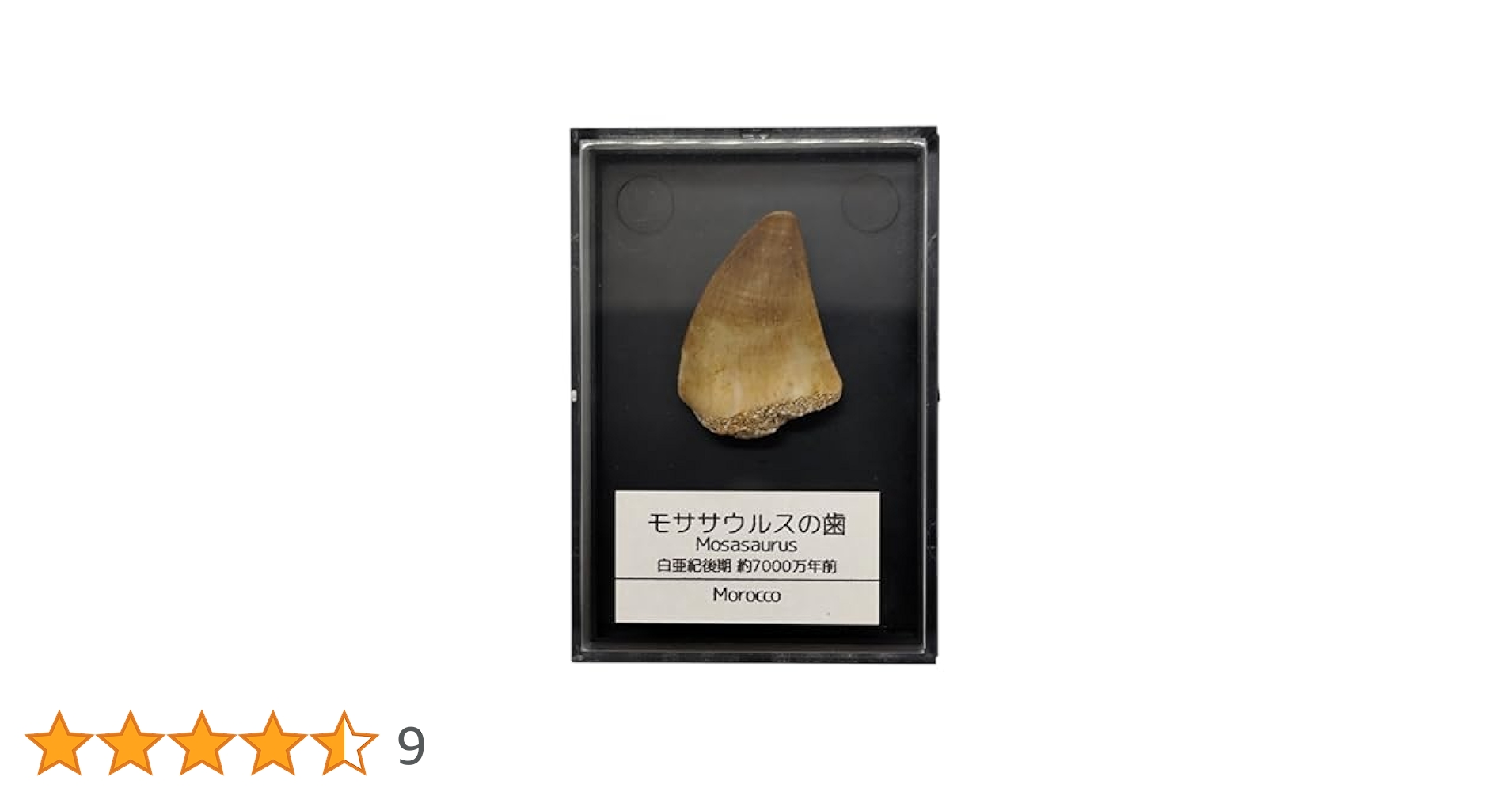 化石 モササウルスの歯　２cm前後　１００個セット　No.1332 41Ap8saoJdL.jpg_BO30,255,255,