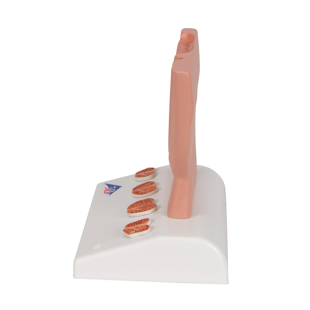 3B Scientific K41 3B Smart Anatomy model prostaty, 1/2 naturalny rozmiar
