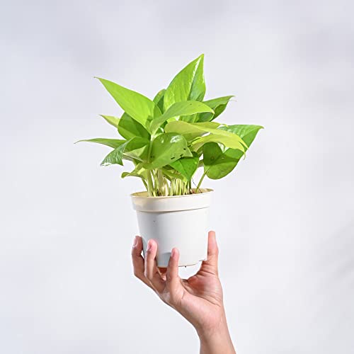 Image of UGAOO Combo of 2 Indoor Live Plants for Home Decor with Grow Pot - Money Plant Golden, Jade Plant