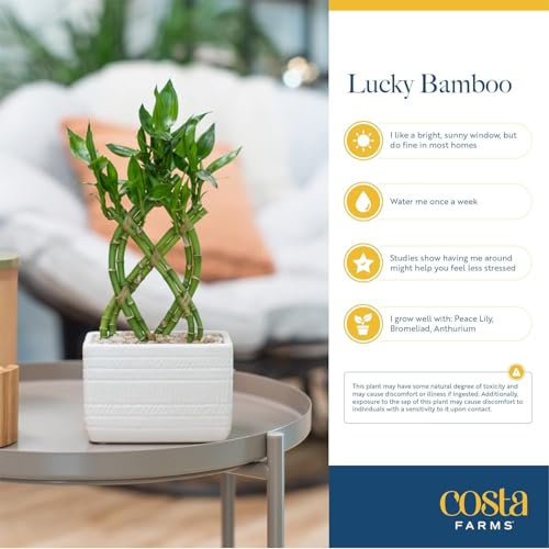 Costa Farms Lucky Bamboo - Image 8