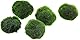 Marimo (2-3 cm) - Algenball Cladophora Aegagropila Moos mit Zertifizierung, natürliche Dekoration für Aquarien, Terrarien und Gastgeschenke - versiegelter Versand 100% Feuchtigkeit (5 Stück)