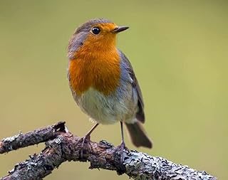 Póster de 60 x 50 cm: petirrojo adulto (Erithacus Rubecula) posando sobre una lubina liquen con fondo verde en la luz de la tarde (142356257)