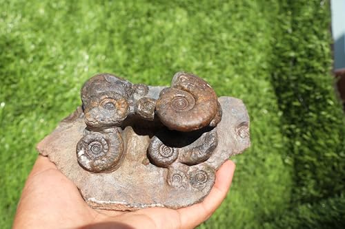 Image of Natural Platyclymenia /Goniatetes Plate Natural Fossil Ammonite Fossil Fossil from Morocco A29