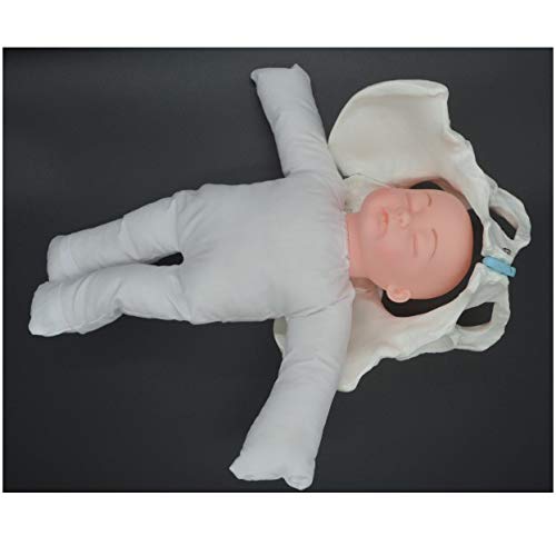 Female Pelvis Childbirth Model Mini Female Pelvis And Baby Model 