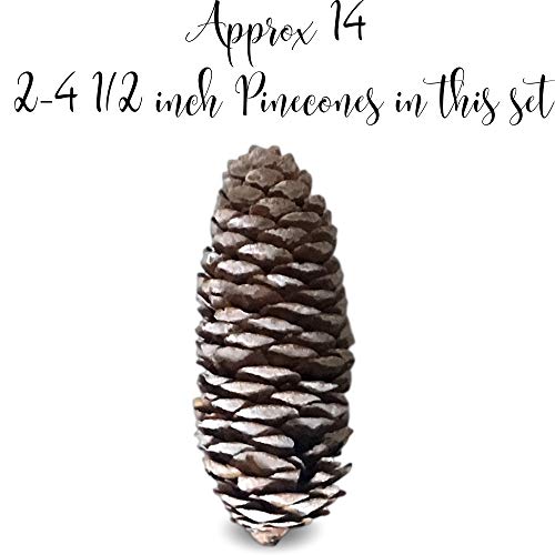 Pine Cones Set Of 14 Pinecones With A Slightly White-Washed Finish Fall And Winter Décor Each Is Approximately 3"- 6" Long #TOP1