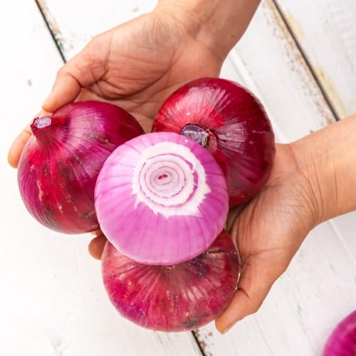 Semillas de cebolla para, interior bulbos cebolla invierno jardín, hidropónicas exóticas raras, orgánicas, 85pcs