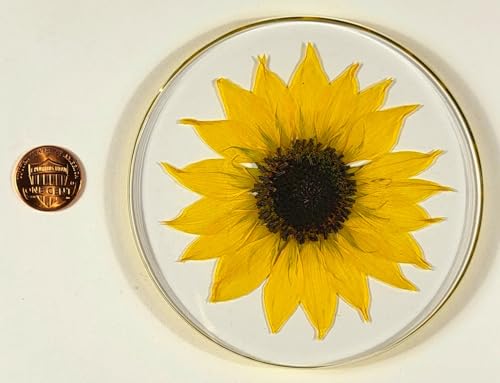 Real Girasol Dorado en Resina Clara de Lucita 3.9" miniatura 4