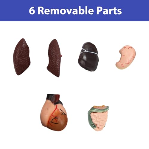 Image of Human Body Model Removable Anatomy Human Model 6 Pcs Removable 9.65 inchs for Students and Medical Education Display