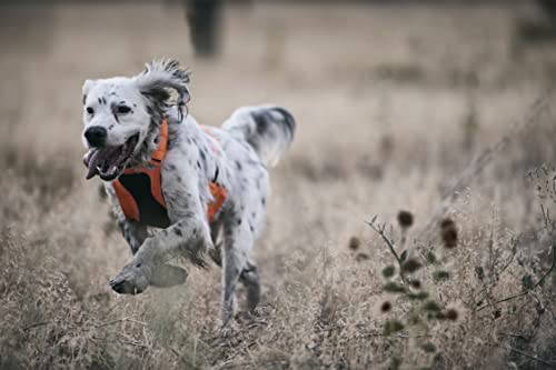 Browning Brustschutzweste für Hunde, P000003880199, Safety Orange, M