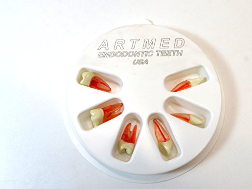 Artmed Dental Endodontic Teeth With Root For Endodontic Practice Kit 6 Pcs Artmed thumb #1